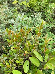 Attēlu rezultāti vaicājumam “Chamaedaphne calyculata”