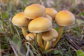 Attēlu rezultāti vaicājumam “Hypholoma lateritium”