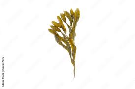 Attēlu rezultāti vaicājumam “Fucus vesiculosus”