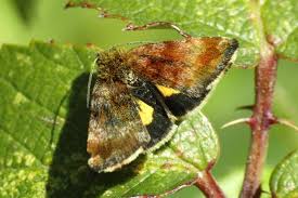 Attēlu rezultāti vaicājumam “Panemeria tenebrata”