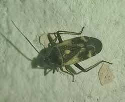 Attēlu rezultāti vaicājumam “Polymerus palustris”