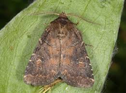 Attēlu rezultāti vaicājumam “Rusina ferruginea female”