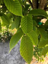 Attēlu rezultāti vaicājumam “Carpinus”