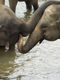 Image result for pinawella