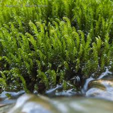 Attēlu rezultāti vaicājumam “Palustriella falcata”