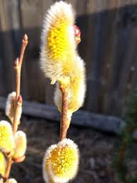 Attēlu rezultāti vaicājumam “Salix aurita bud”