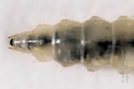 Attēlu rezultāti vaicājumam “Bolitophagus reticulatus larva”