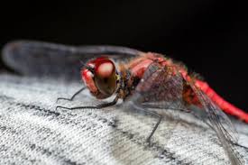 Attēlu rezultāti vaicājumam “Sympetrum sanguineum male”
