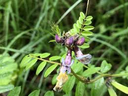 Attēlu rezultāti vaicājumam “Vicia sepium leaf”