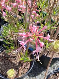 Attēlu rezultāti vaicājumam “Rhododendron periclymenoides flower”