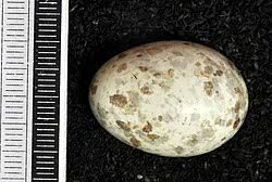 Attēlu rezultāti vaicājumam “Caprimulgus europaeus eggs”