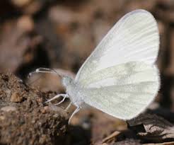 Attēlu rezultāti vaicājumam “Leptidea sinapis”