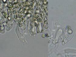 Attēlu rezultāti vaicājumam “Byssocorticium atrovirens”