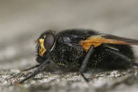 Attēlu rezultāti vaicājumam “Mesembrina meridiana”