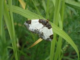 Attēlu rezultāti vaicājumam “Mesoleuca albicillata”