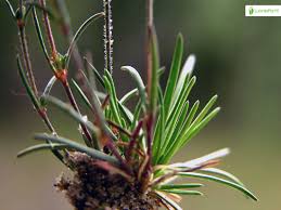 Attēlu rezultāti vaicājumam “Sagina nodosa leaf”