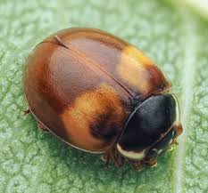 Attēlu rezultāti vaicājumam “Adalia decempunctata”