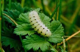 Attēlu rezultāti vaicājumam “Zygaena minos”