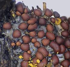 Attēlu rezultāti vaicājumam “Perichaena corticalis”