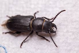 Attēlu rezultāti vaicājumam “Spondylis buprestoides”