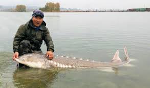 Image result for Acipenser medirostris