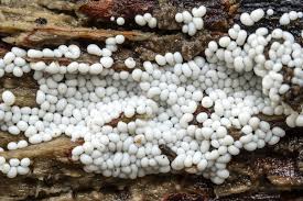 Attēlu rezultāti vaicājumam “Trichia scabra spores”