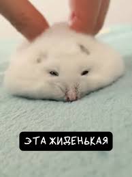 Image result for хомяк