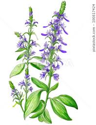 Attēlu rezultāti vaicājumam “Hyssopus officinalis flower”