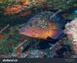 Image result for Epinephelus marginatus