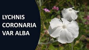 Image result for Lychnis coronaria alba