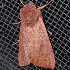 Attēlu rezultāti vaicājumam “Orthosia miniosa imago”