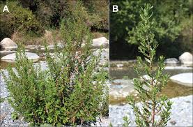 Attēlu rezultāti vaicājumam “Chenopodium acerifolium flower”