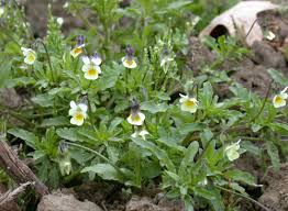 Attēlu rezultāti vaicājumam “Viola arvensis flower”