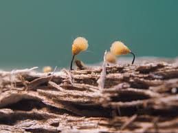 Attēlu rezultāti vaicājumam “Hemitrichia calyculata”