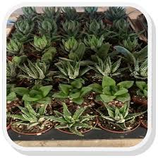 Image result for Haworthia mix