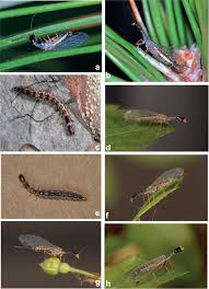Attēlu rezultāti vaicājumam “Raphidioptera larva”