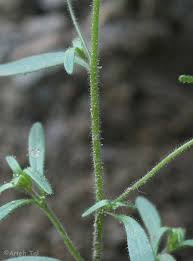 Attēlu rezultāti vaicājumam “Microrrhinum minus”