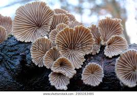 Attēlu rezultāti vaicājumam “Schizophyllum commune”