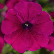Image result for Petunia hybrida