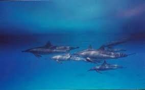 Image result for skiptondivers