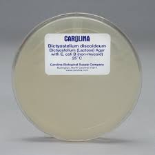 Attēlu rezultāti vaicājumam “Didymium nigripes stalked”