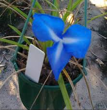 Image result for tillandsia umbellata