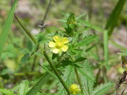 Attēlu rezultāti vaicājumam “Potentilla norvegica flower”