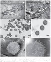 Attēlu rezultāti vaicājumam “Didymium serpula spores”