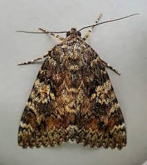 Attēlu rezultāti vaicājumam “Catocala sponsa”