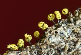 Attēlu rezultāti vaicājumam “Physarum viride stalked”