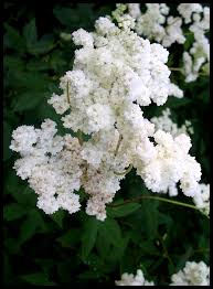 Attēlu rezultāti vaicājumam “Filipendula ulmaria  flower”