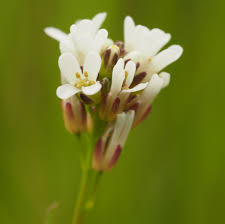 Attēlu rezultāti vaicājumam “Arabis hirsuta flower”