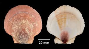 Image result for Placopecten magellanicus