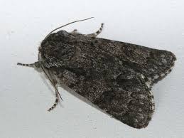 Attēlu rezultāti vaicājumam “Acronicta auricoma larva”